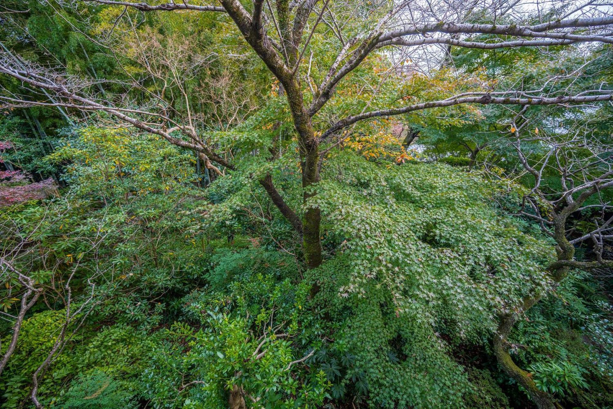 Jinya Ryokan Hadano Extérieur photo